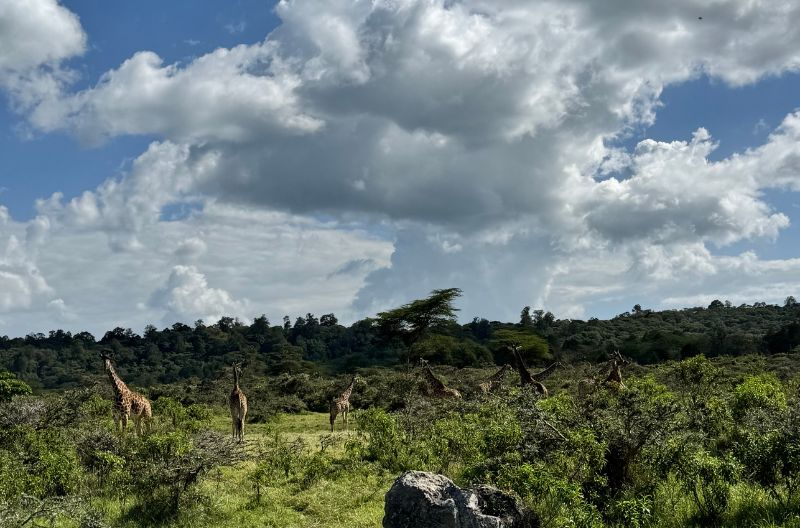 safari-a-pieds-parc-arusha-volontariat-tanzanie-the-helping-zebra