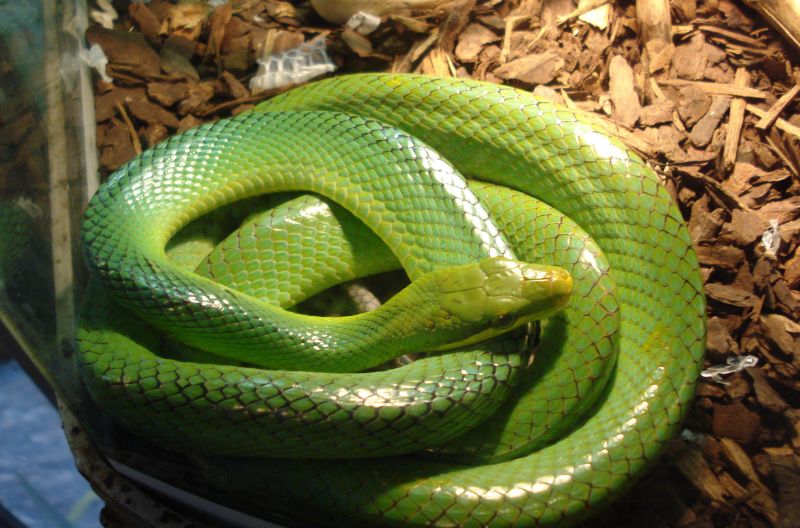 snake-Park-volontariat-tanzanie-the-helping-zebra