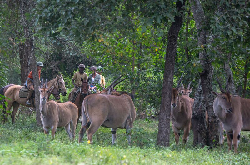 tour-cheval-dolly-volontariat-tanzanie-the-helping-zebra